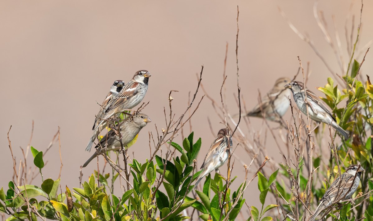 Spanish Sparrow - ML646888143