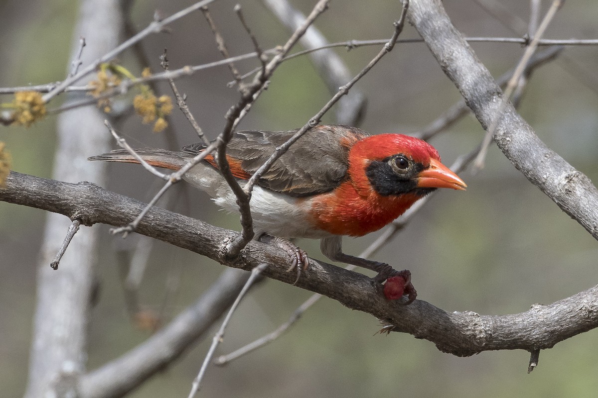 Red-headed Weaver - ML646888148