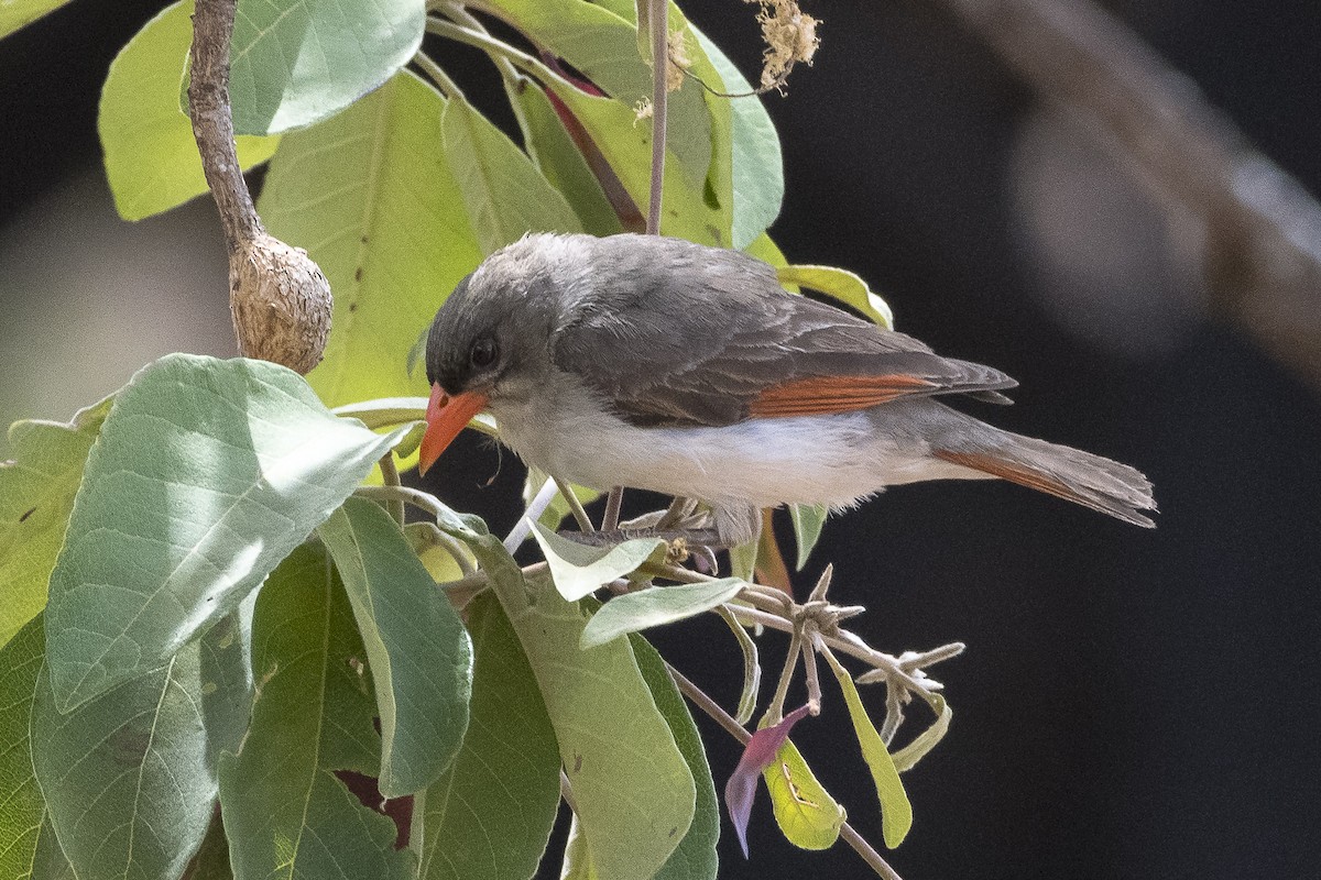Red-headed Weaver - ML646888149