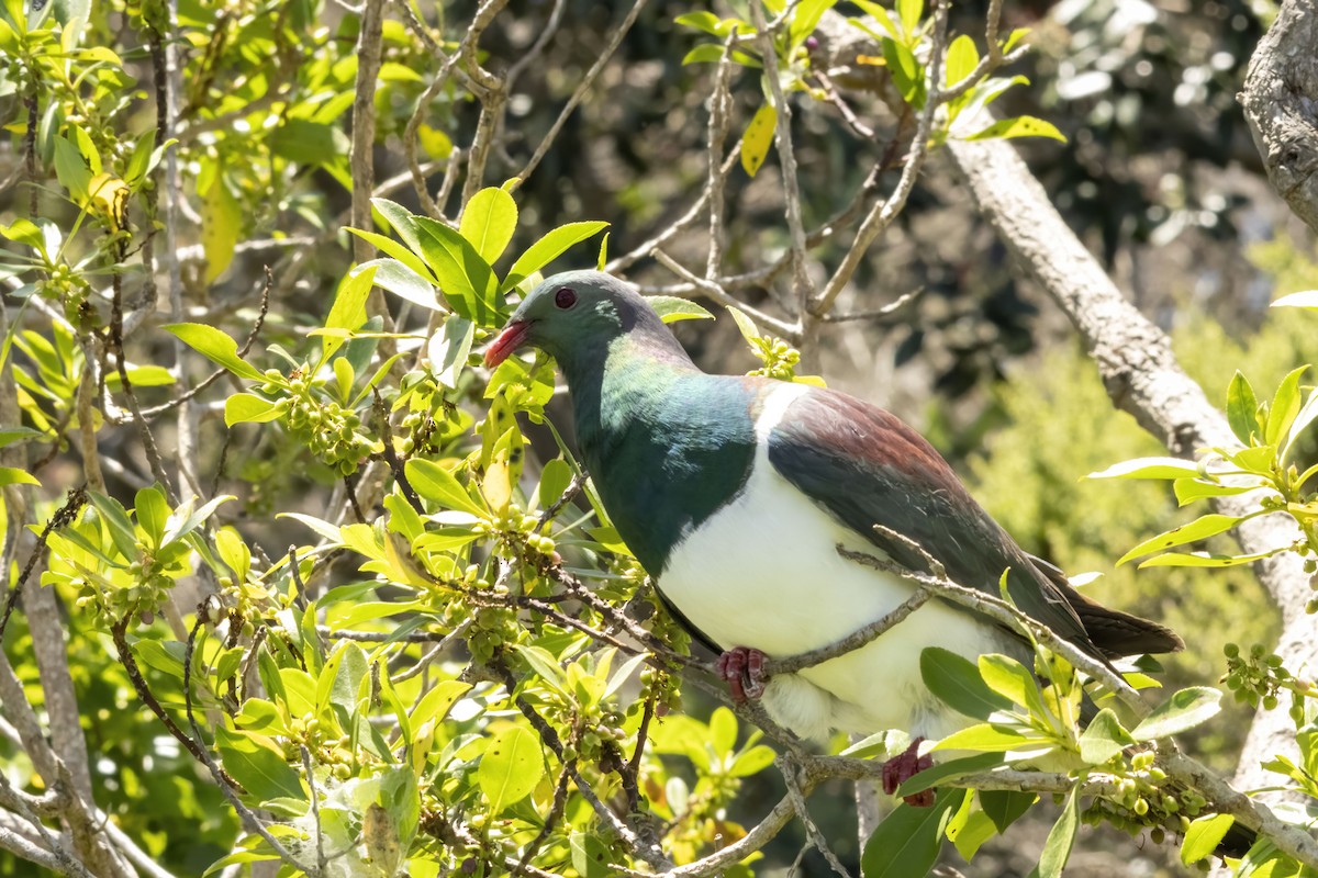 Yeni Zelanda Güvercini - ML646888150