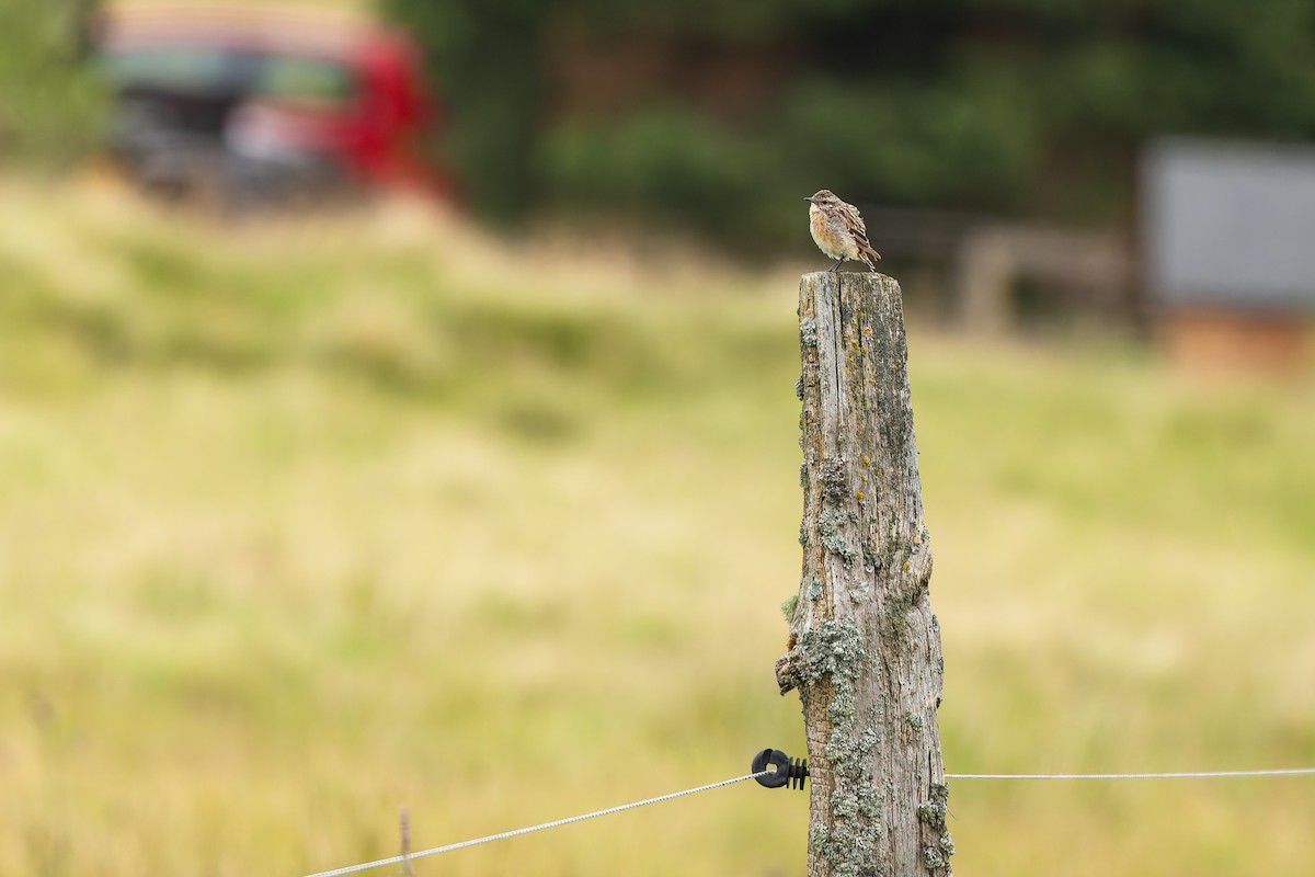 マミジロノビタキ - ML646888156