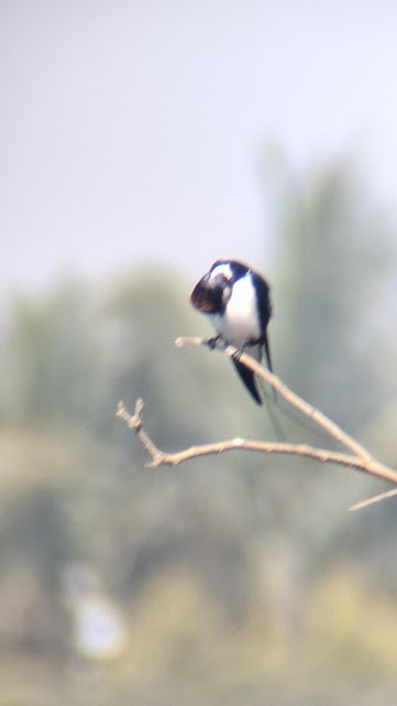 Wire-tailed Swallow - ML646888161