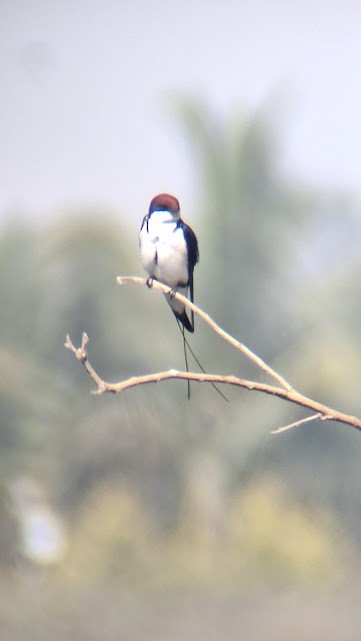 Wire-tailed Swallow - ML646888163