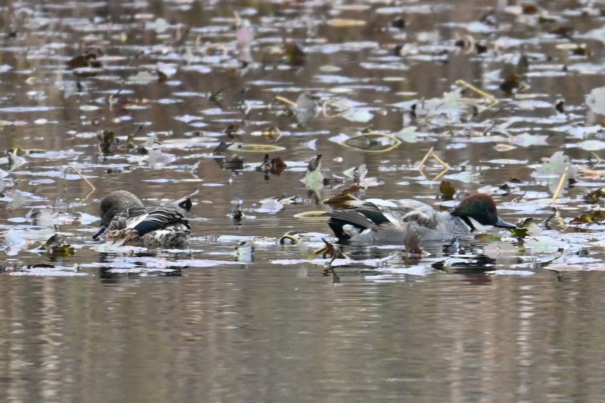Falcated Duck - ML646888164