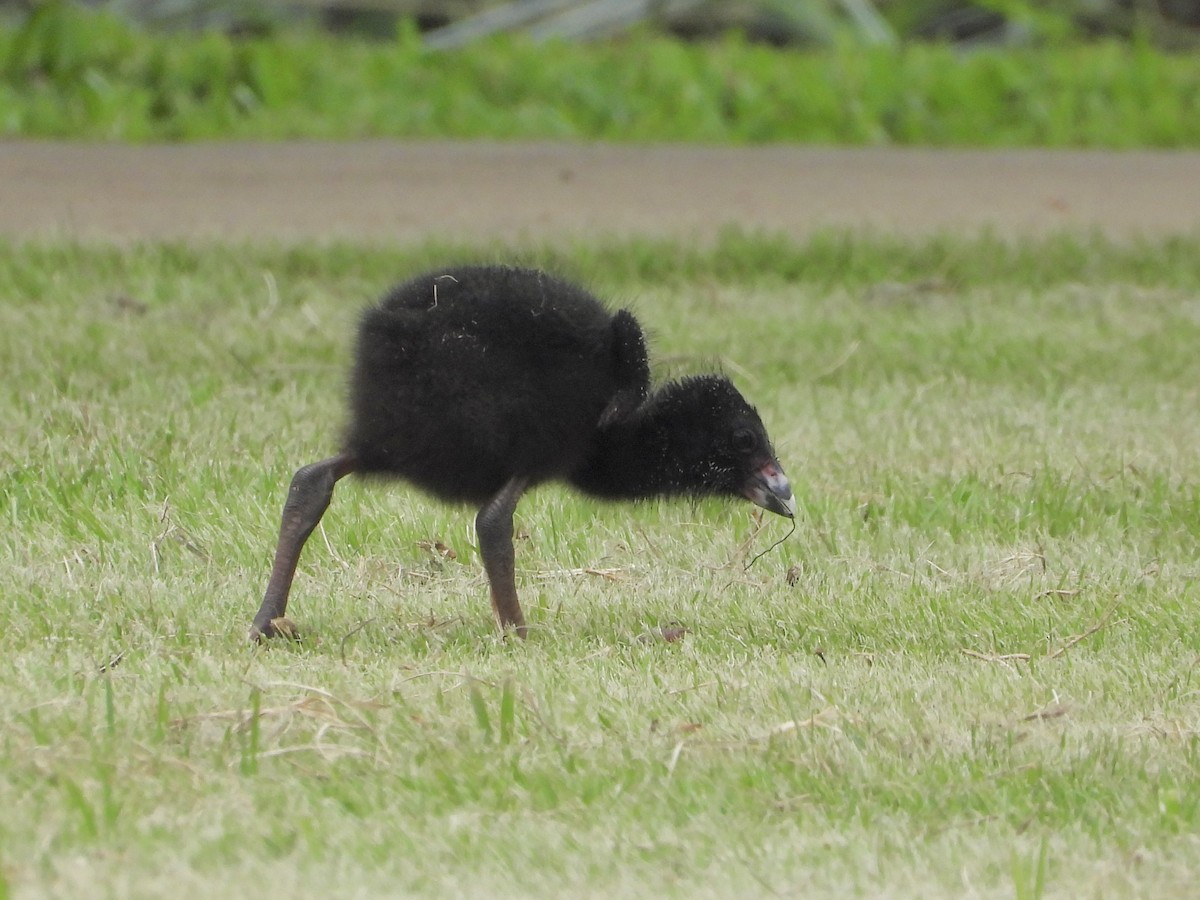 brunryggsultanhøne - ML646888166