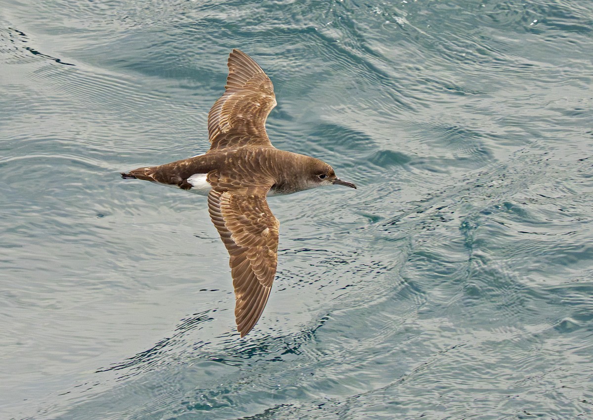 Fluttering Shearwater - ML646888170