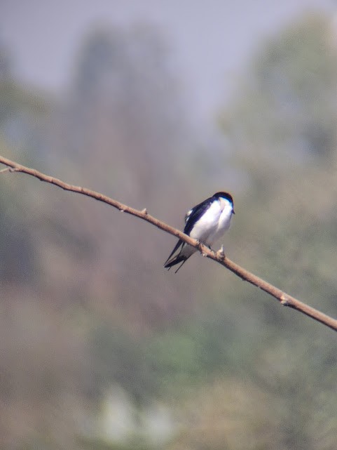 Wire-tailed Swallow - ML646888171