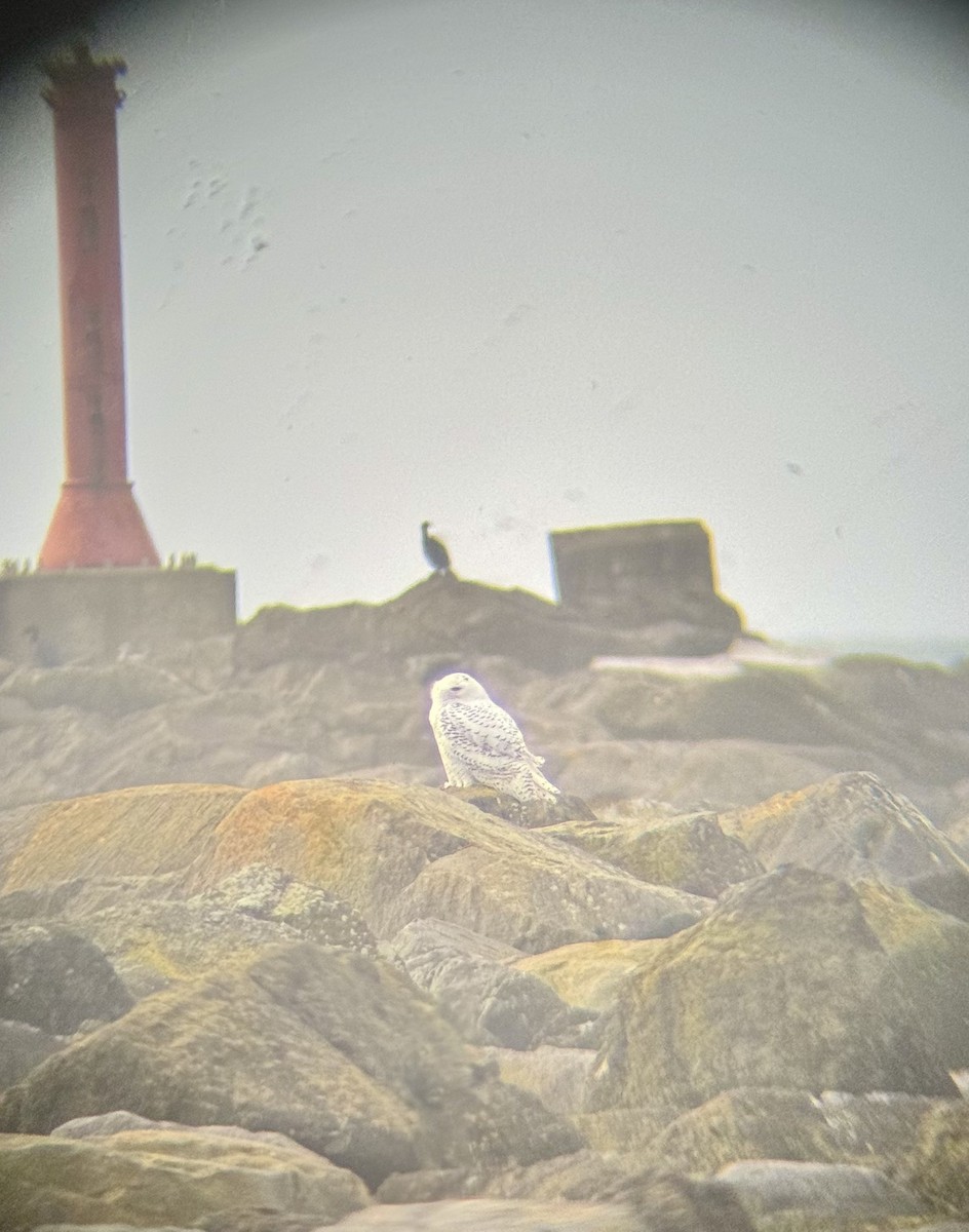 Snowy Owl - ML646888172