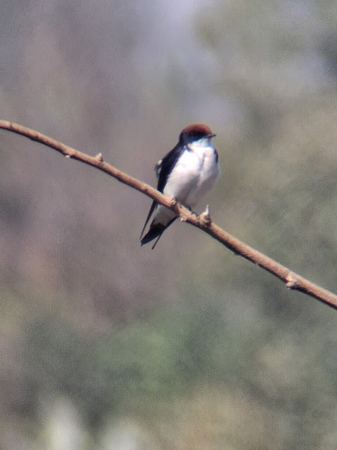 Wire-tailed Swallow - ML646888173
