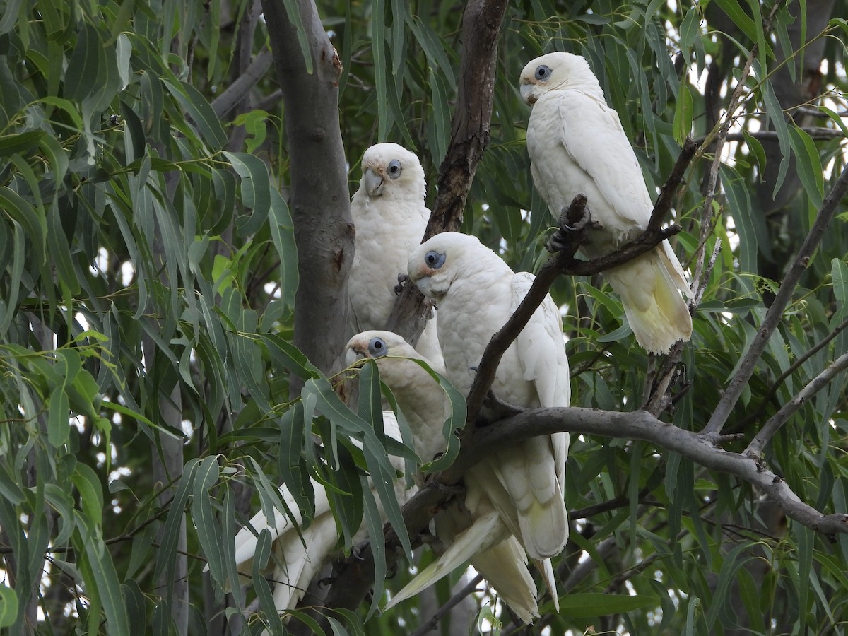korellakakadu - ML646888174