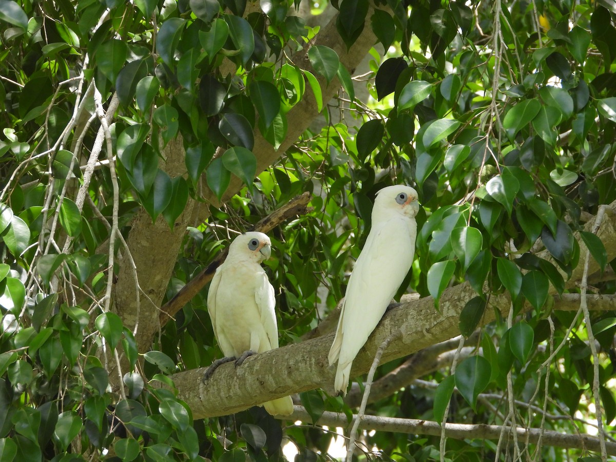 korellakakadu - ML646888175