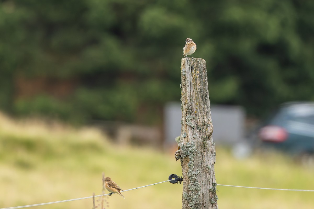 マミジロノビタキ - ML646888180