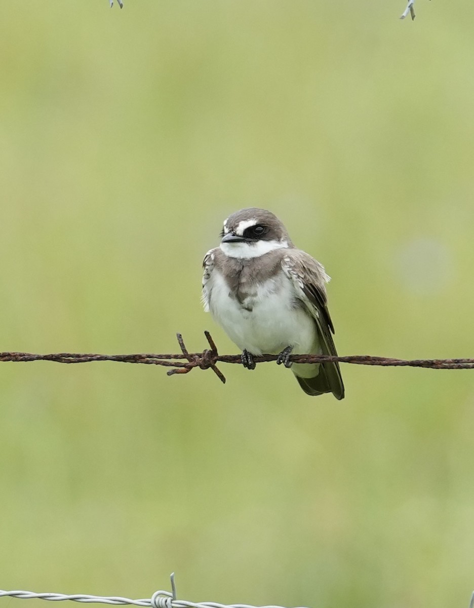 Banded Martin - ML646888181