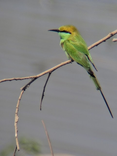 Asian Green Bee-eater - ML646888182