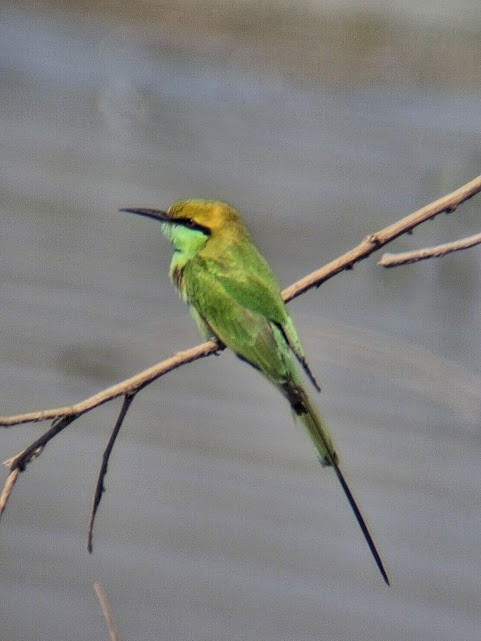 Asian Green Bee-eater - ML646888185