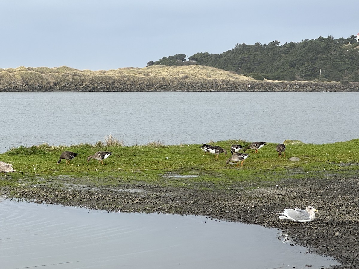 白額雁 - ML646888188