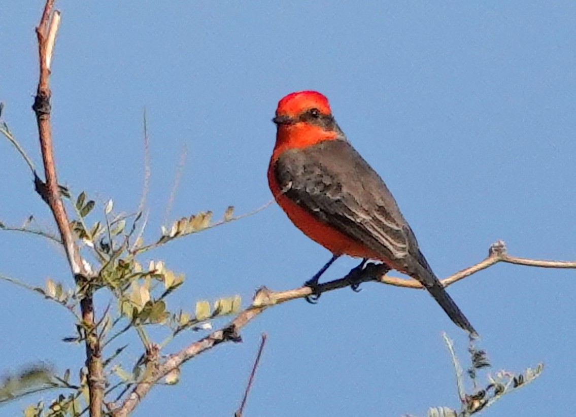 Vermilion Flycatcher - ML646888191
