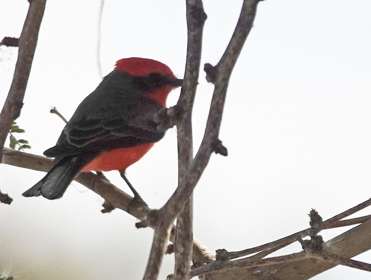 Vermilion Flycatcher - ML646888192