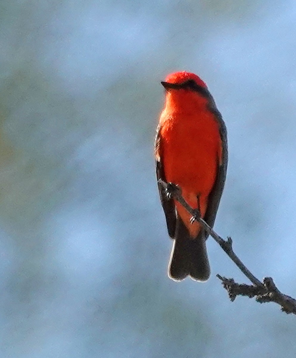 Vermilion Flycatcher - ML646888193