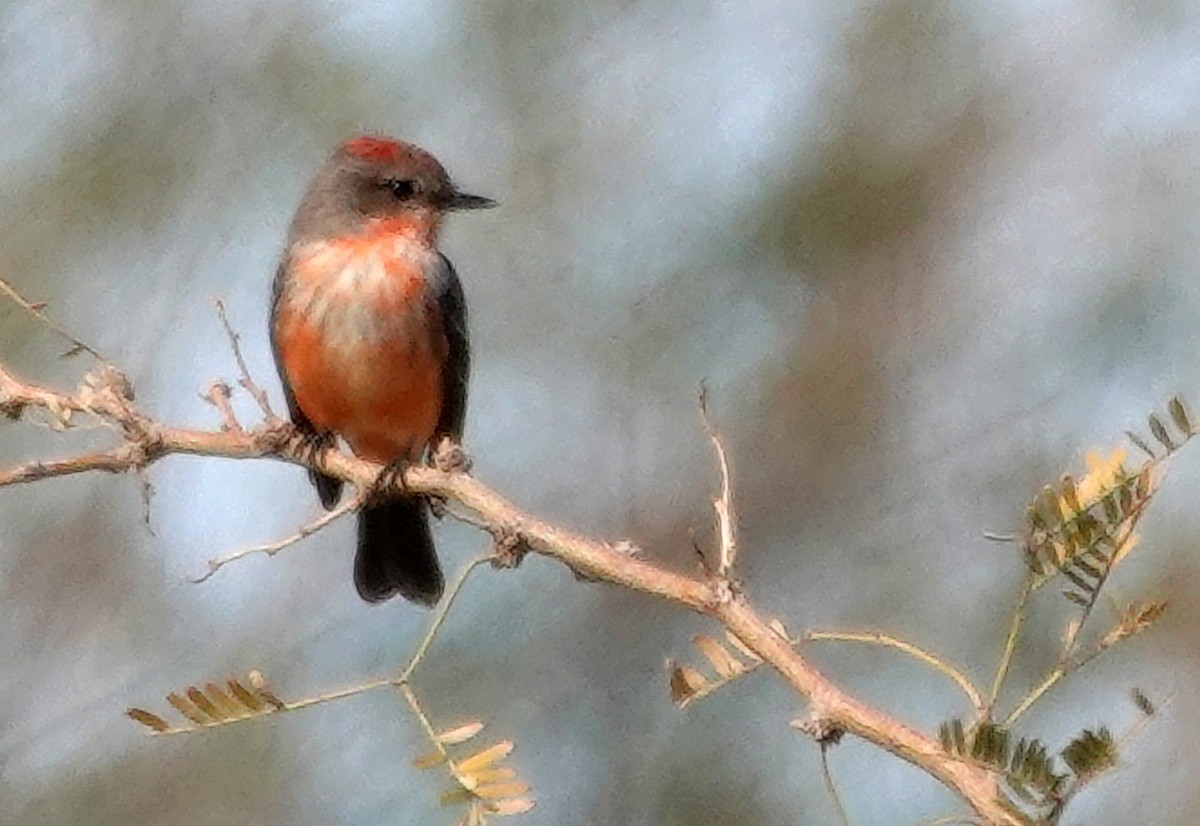 Vermilion Flycatcher - ML646888194