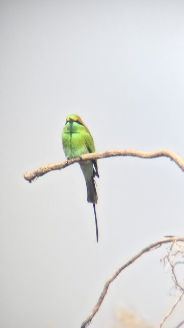 Asian Green Bee-eater - ML646888196