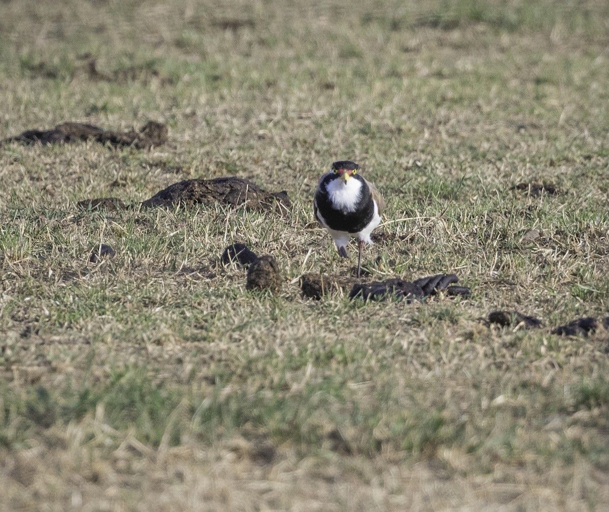 Alaca Kızkuşu - ML646888199