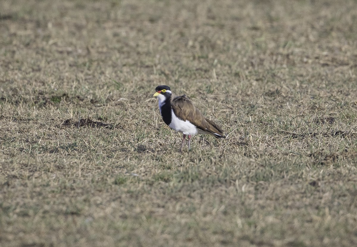 Alaca Kızkuşu - ML646888200