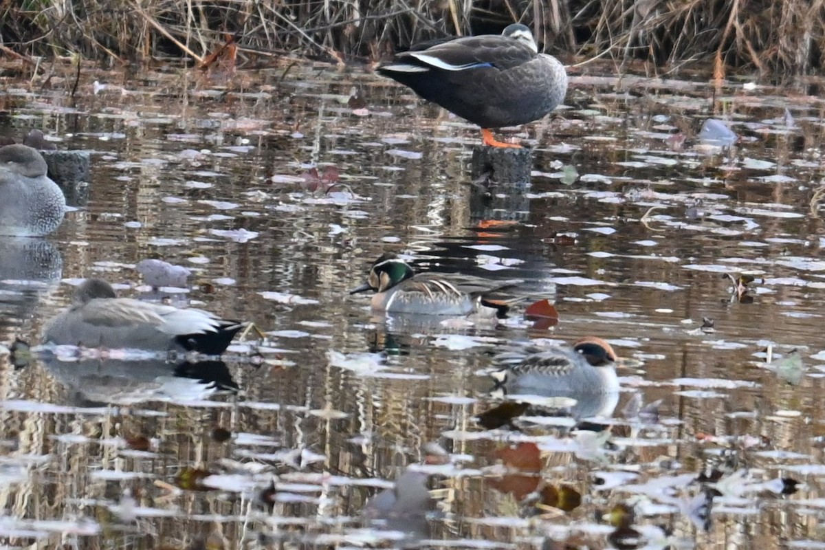 Zertzeta baikaldarra - ML646888204