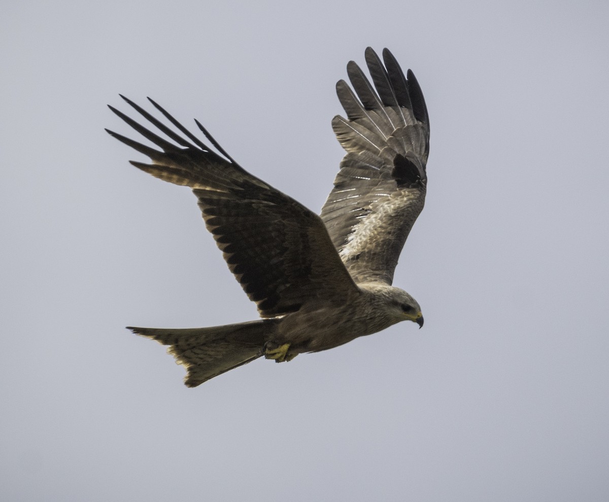 Miru beltza - ML646888205