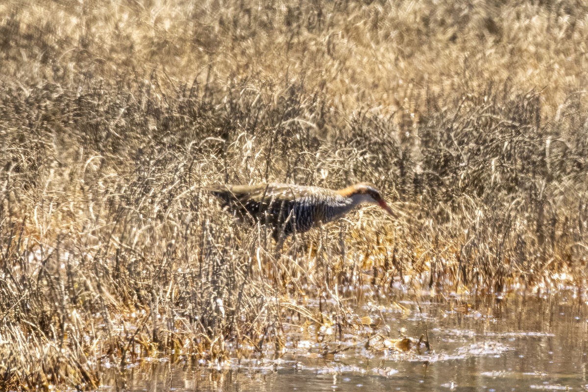 Buff-banded Rail - ML646888206
