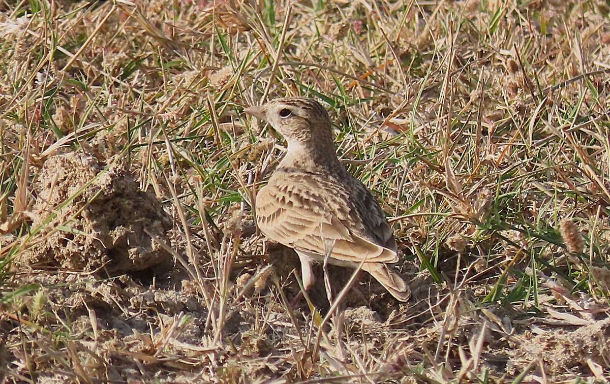 Txoriandre arrunta - ML646888207