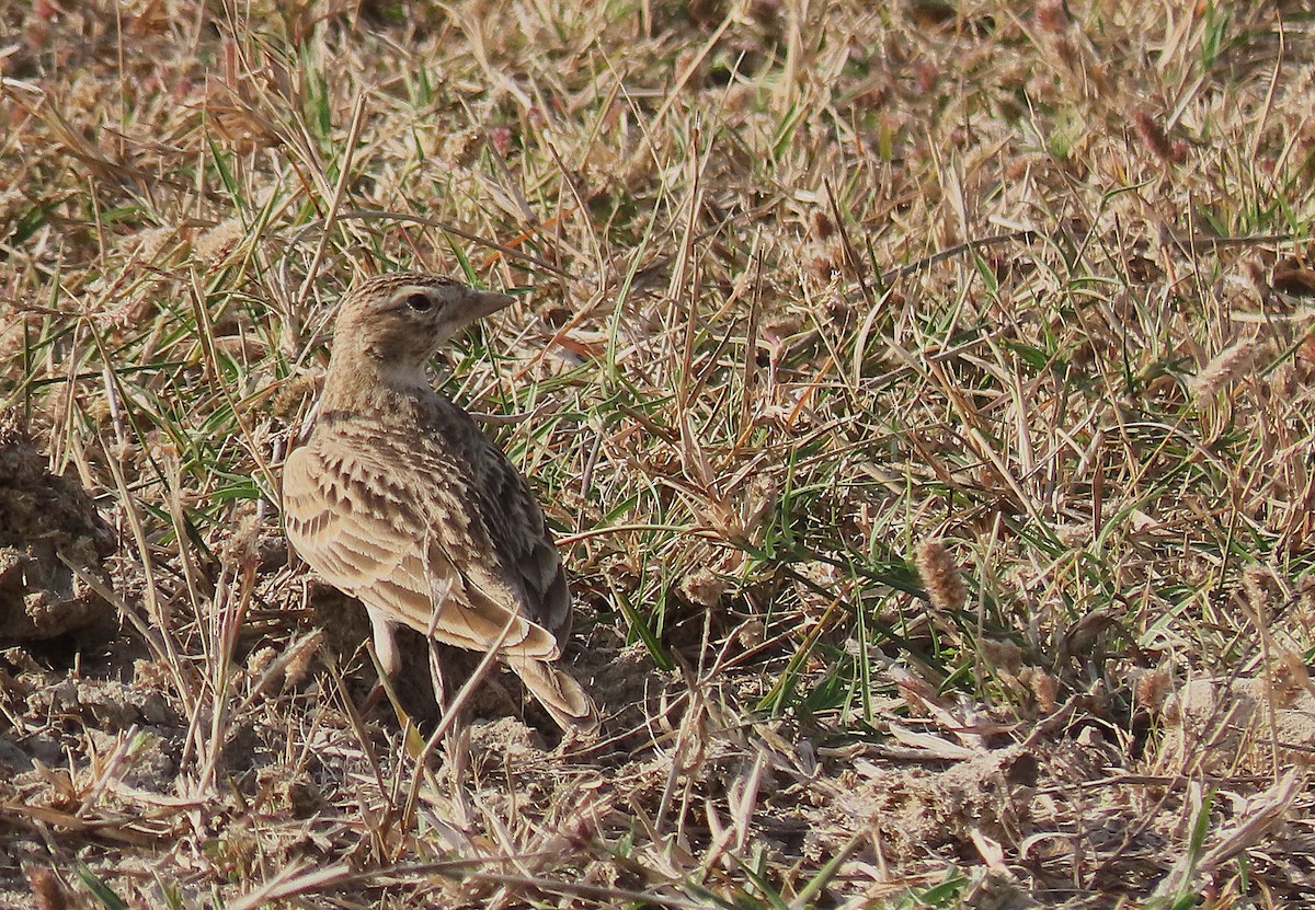 Txoriandre arrunta - ML646888208