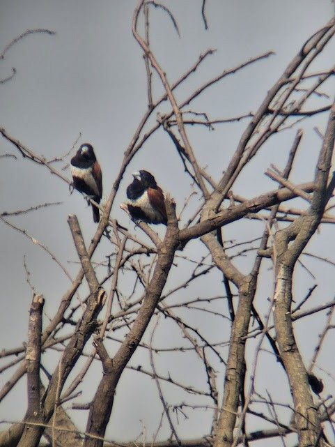 Tricolored Munia - ML646888209