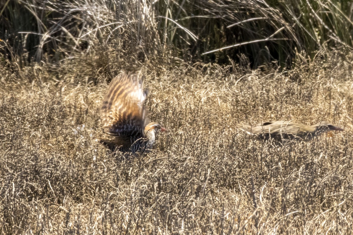 Buff-banded Rail - ML646888210