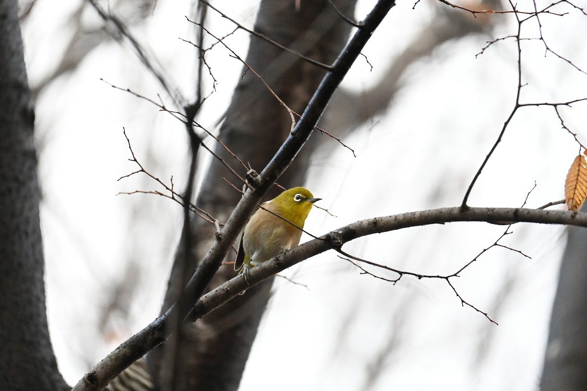 Warbling White-eye - ML646888211
