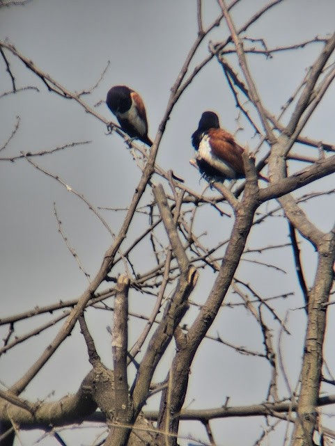 Tricolored Munia - ML646888212