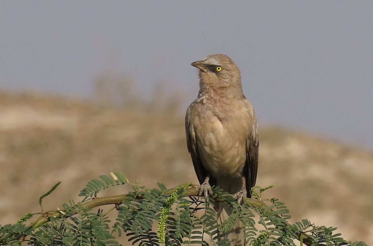 Kalapitari grisa - ML646888213