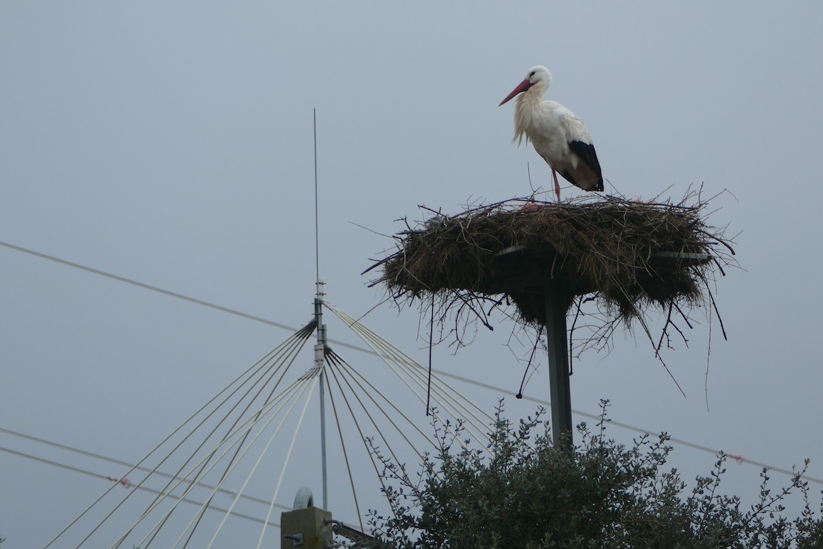 Zikoina zuria - ML646888215