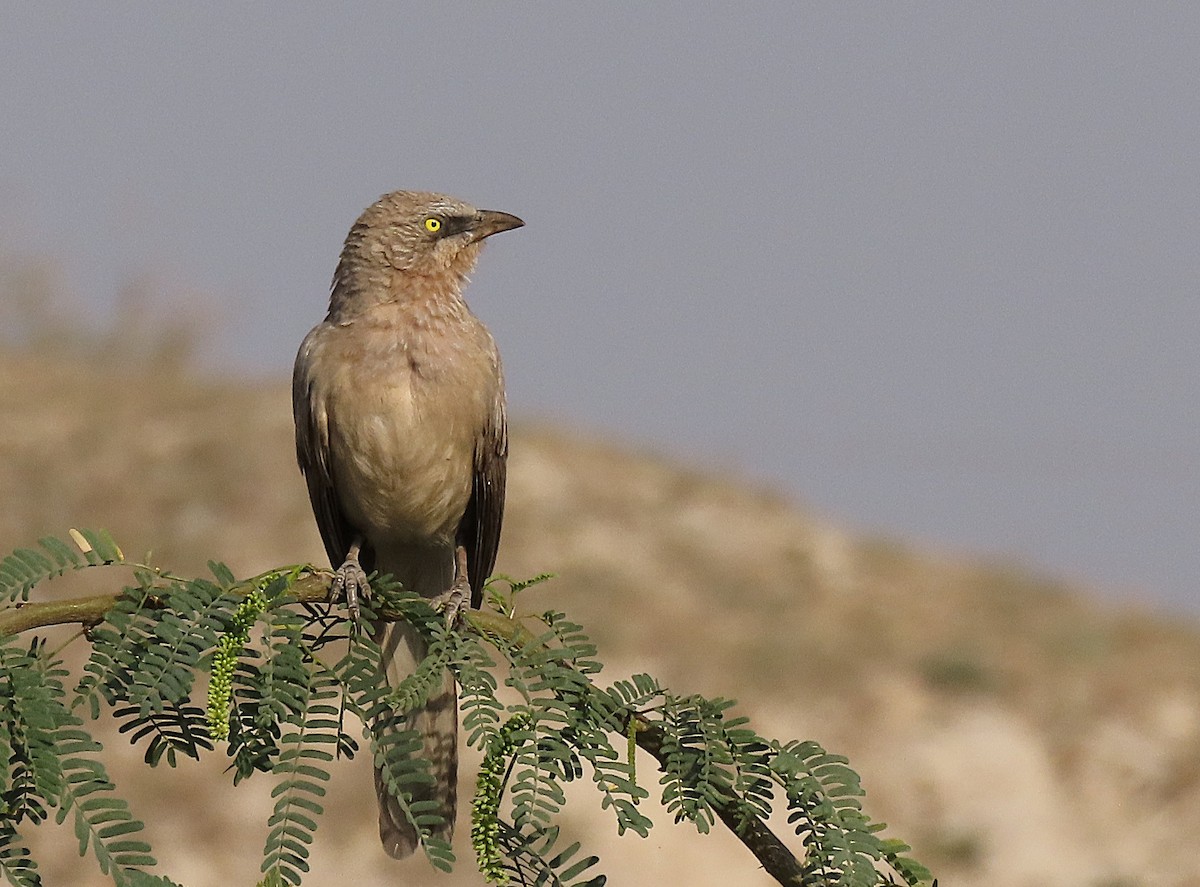 Kalapitari grisa - ML646888216