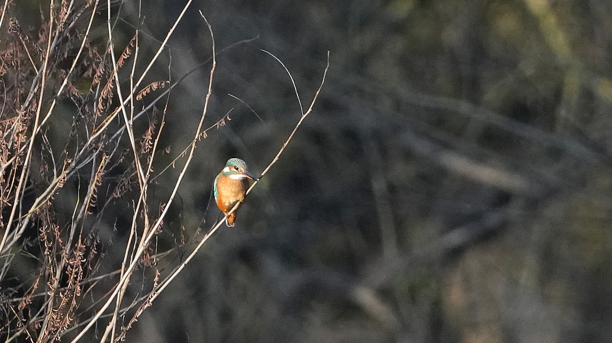 Martin arrantzalea - ML646888217