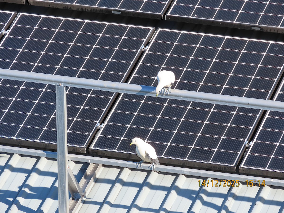 Torresian Imperial-Pigeon - ML646888218