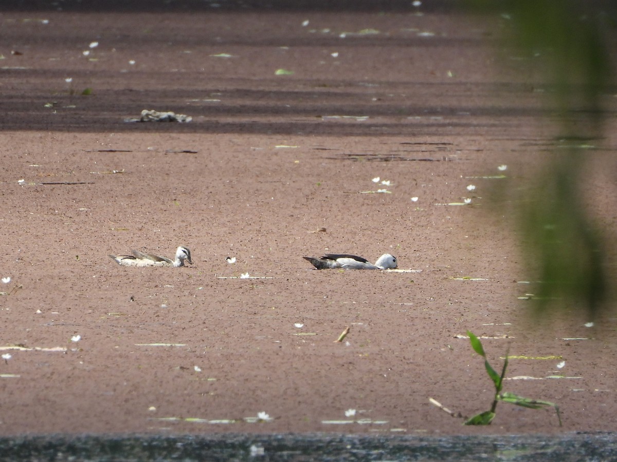 Coromandelgo antzaratxoa - ML646888219