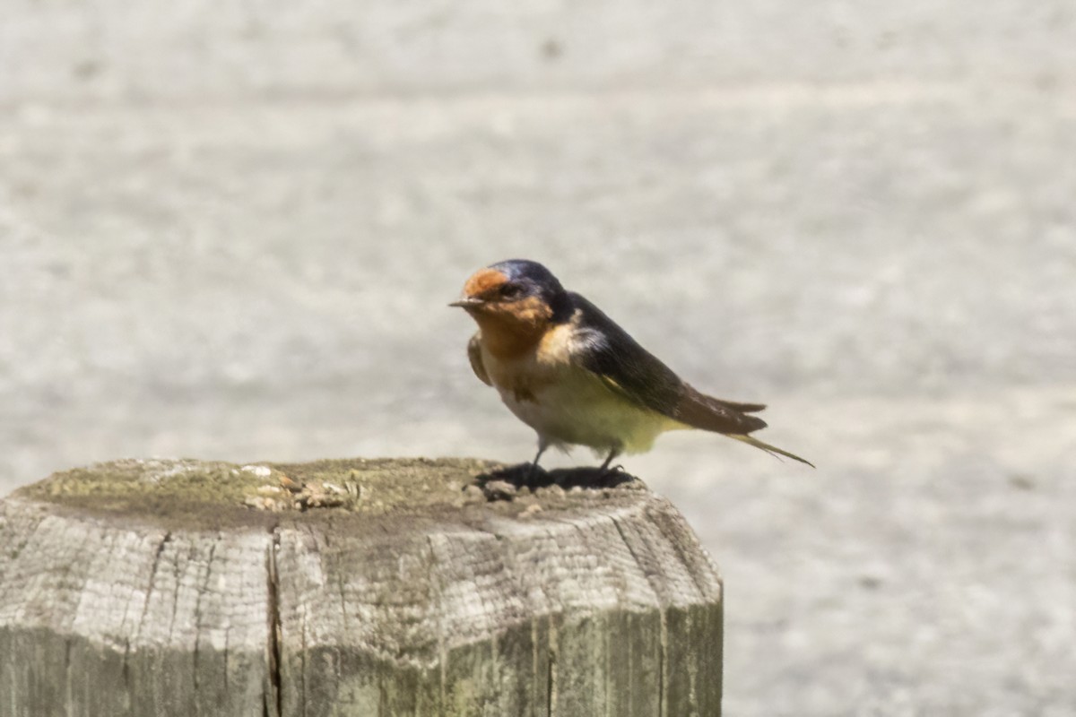 Welcome Swallow - ML646888220