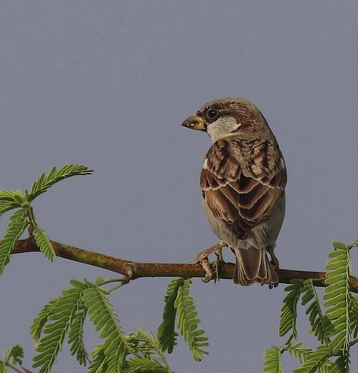 Etxe-txolarrea - ML646888221