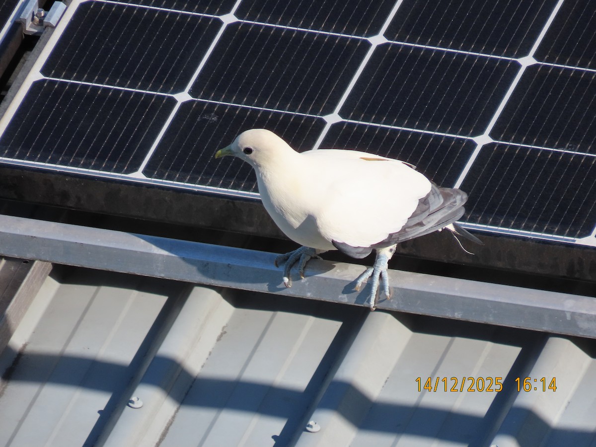 Torresian Imperial-Pigeon - ML646888222