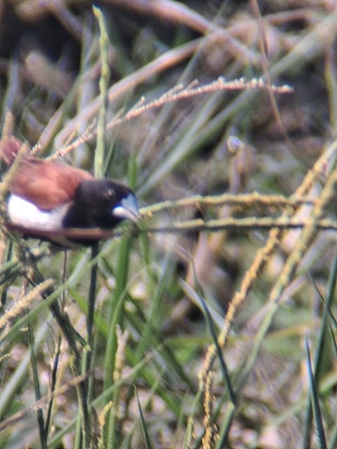 Tricolored Munia - ML646888223