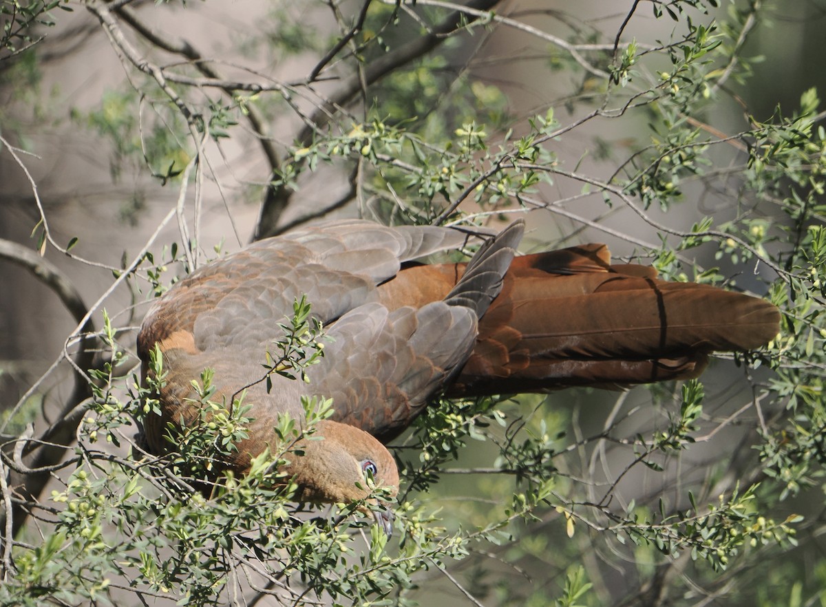 Brown Cuckoo-Dove - ML646888224