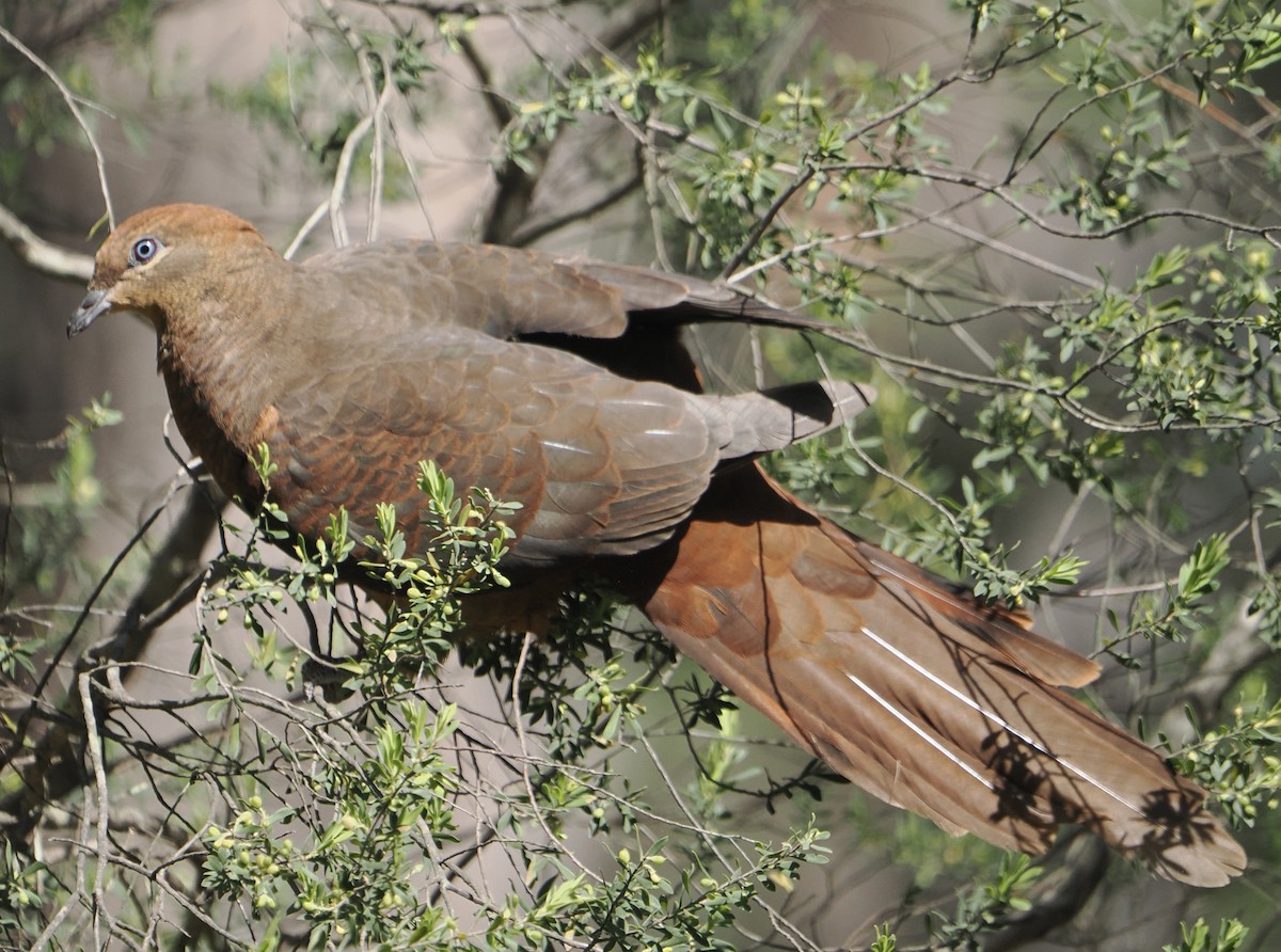 Brown Cuckoo-Dove - ML646888225