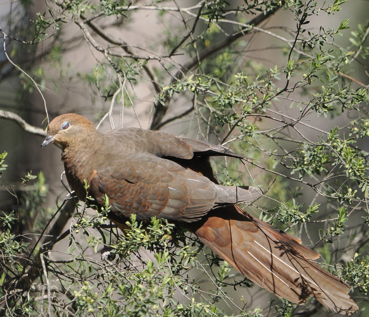 Brown Cuckoo-Dove - ML646888226