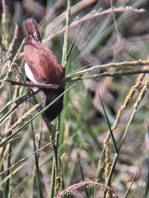 Tricolored Munia - ML646888227
